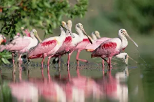 Images Dated 22nd May 1998: Roseate Spoonbill (Platalea ajaja) flock wading in pond, Texas coast near Galveston