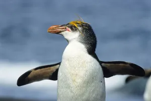 This penguin is true royalty. 👑 . Royal penguins have bright