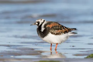 Ruddy Turnstone Gallery: Ruddy Turnstone (Arenaria interpres) standing on the beach, Texel, Noord-Holland