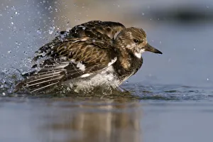 Ruddy Turnstone Gallery: Ruddy Turnstone (Arenaria interpres) bathing, Noord-Holland, The Netherlands