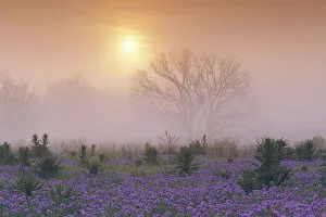 Images Dated 18th November 2015: Sand Verbena (Abronia gracilis) field and foggy morning sunrise over a bare tree, Hill Country