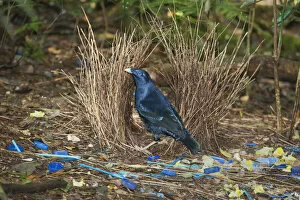 Satin Bowerbird Gallery: Satin Bowerbird (Ptilonorhynchus violaceus) male in bower decorated with blue objects