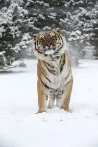 Siberian Tiger (Panthera Tigris Altaica) adult shaking in the snow, USA, Montana