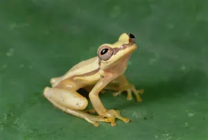 Images Dated 19th April 1996: Snouted Treefrog (Scinax quinquefasciatus) near Santiago Island, Galapagos Islands