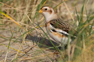 Snow Bunting (Plectrophenax nivalis) foraging on seeds, The Netherlands, Noord-Holland Snow Bunting (Plectrophenax nivalis) foraging on seeds, The Netherlands, Noord-Holland