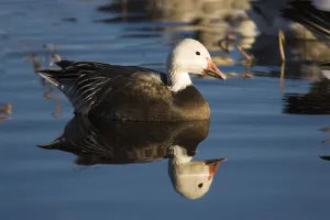 Snow Goose (Chen caerulescens) blue phase, Bosque Del Apache National Wildlife Refuge Snow Goose (Chen caerulescens) blue phase, Bosque Del Apache National Wildlife Refuge