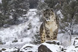 Snow Leopard (Panthera uncia) standing on rock in the snow, Montana, United States