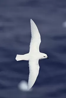 Images Dated 22nd December 1998: Snow Petrel (Pagodroma nivea) flying over ocean, Antarctica