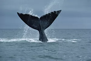 Images Dated 19th April 1996: Southern Right Whale (Eubalaena australis) fluke, Argentina
