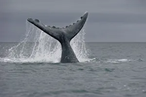 Images Dated 19th April 1996: Southern Right Whale (Eubalaena australis) tail, Peninsula Valdez, Argentina