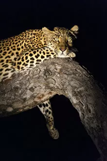 Spot lit Leopard (panthera pardus) laying on a tree branch at night, South Africa