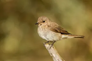 Spotted Flycatcher (Muscicapa striata) female, Corsica, France Spotted Flycatcher (Muscicapa striata) female, Corsica, France