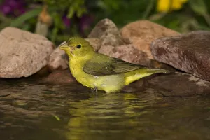 Summer Tanager (Piranga rubra) bathing, North America Summer Tanager (Piranga rubra) bathing, North America