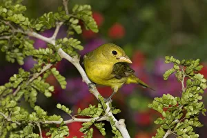Summer Tanager (Piranga rubra), North America Summer Tanager (Piranga rubra), North America