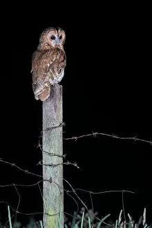 Tawny Owl (Strix aluco) perched on a fence post at night, Lincolnshire, United Kingdom