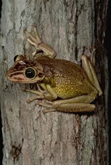 Images Dated 19th April 1996: Tree Frog (Trachycephalus sp), San Luis, Ecuador