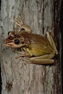 Images Dated 19th April 1996: Tree Frog (Trachycephalus sp), San Luis, Ecuador