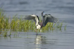 Tricolored Heron (Egretta tricolor) with captured fish prey, Rio Grande Valley, Texas Tricolored Heron (Egretta tricolor) with captured fish prey, Rio Grande Valley, Texas
