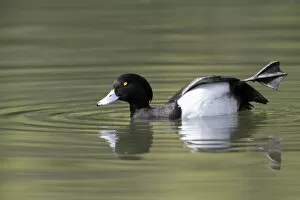 Images Dated 11th May 2013: Tufted Duck (Aythya fuligula) drake stretching wing, Kassel, Hessen, Germany