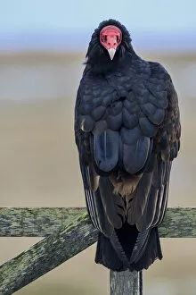 Turkey Vulture (Cathartes aura), Sea Lion Island, Falkland Islands