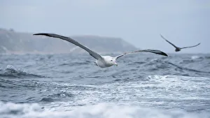 Wandering Albatross (Diomedea exulans) flying just above the waves followed by a Giant Wandering Albatross (Diomedea exulans) flying just above the waves followed by a Giant