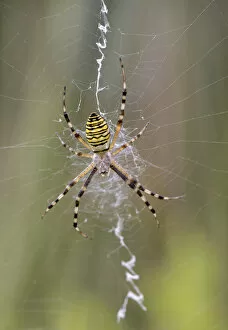 Noord Holland Gallery: Wasp Spider (Argiope bruennichi) in its typical web with a prominent zigzag shape