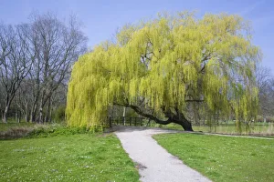 Weeping Willow Gallery: Weeping Willow (Salix sepulcralis) blossoming in a park, Den Helder, The Netherlands