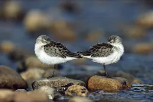 Images Dated 22nd May 1998: Western Sandpiper (Calidris mauri) pair standing back to back with beaks tucked under wings