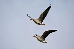White Fronted Goose Gallery: White-fronted Goose (Anser albifrons) couple in fligth, polder Arkemheen, The Netherlands