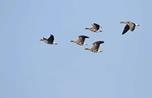 White Fronted Goose Gallery: White-fronted Goose (Anser albifrons) group in flight, polder Arkemheen, The Netherlands