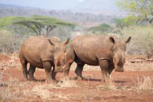 White Rhinoceros (Ceratotherium simum) adult and young looking at camera, South Africa White Rhinoceros (Ceratotherium simum) adult and young looking at camera, South Africa