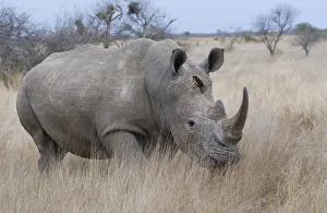 White Rhinoceros (Ceratotherium simum) on the move, South Africa, Kruger National Park White Rhinoceros (Ceratotherium simum) on the move, South Africa, Kruger National Park