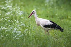 White stork (Ciconia ciconia) in meadow, Tartu region, Estonia, Estonia, Tartu region White stork (Ciconia ciconia) in meadow, Tartu region, Estonia, Estonia, Tartu region