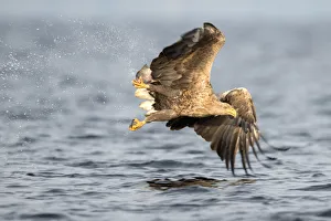 White-tailed Eagle (Haliaeetus Albicilla) just after catch, Oderdelta, Stepnica, Poland White-tailed Eagle (Haliaeetus Albicilla) just after catch, Oderdelta, Stepnica, Poland