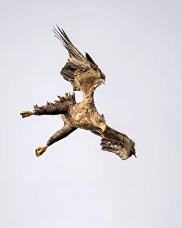 White-tailed Eagle (Haliaeetus Albicilla) in dive, Oderdelta, Stepnica, Poland White-tailed Eagle (Haliaeetus Albicilla) in dive, Oderdelta, Stepnica, Poland