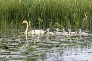 Whooper swans (Cygnus cygnus) with cygnets in pond, Tartu region, Estonia Whooper swans (Cygnus cygnus) with cygnets in pond, Tartu region, Estonia