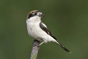 Woodchat Shrike (Lanius senator) female, Portugal Woodchat Shrike (Lanius senator) female, Portugal