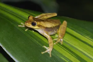 Yellow Cricket Treefrog (Hyla microcephala), Costa Rica Yellow Cricket Treefrog (Hyla microcephala), Costa Rica