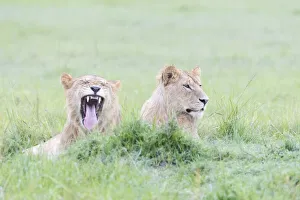 Two young Lions (Panthera leo) lying down, Masai Mara National Reserve, Kenya Two young Lions (Panthera leo) lying down, Masai Mara National Reserve, Kenya