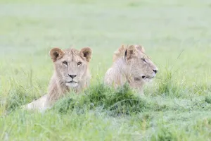 Two young male lions (Panthera leo) lying down together, Maasai Mara national reserve Two young male lions (Panthera leo) lying down together, Maasai Mara national reserve