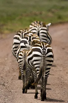 Zebra (Equus quagga) group of walking zebras, Ngorongoro Conservation Area, Tanzania Zebra (Equus quagga) group of walking zebras, Ngorongoro Conservation Area, Tanzania