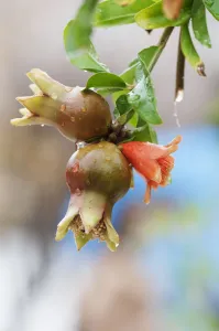 1 2 Beauty in Nature Bloom Botany Broadleaf Caucasus indigenous 1 2 Beauty in Nature Bloom Botany Broadleaf Caucasus indigenous