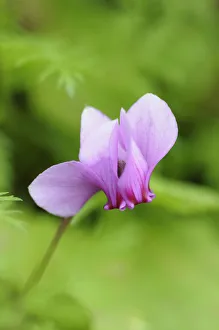 Wild Turkey Gallery: 1 Alpine Beauty in Nature Beginning Bloom Botany