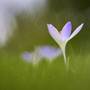 1 Alpine Beauty in Nature Bloom Botany Bulb Bulgaria indigenous 1 Alpine Beauty in Nature Bloom Botany Bulb Bulgaria indigenous