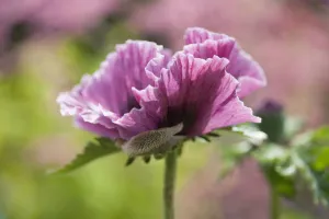 1 Asiatic Beauty in Nature Bloom Botany Cottage garden plant 1 Asiatic Beauty in Nature Bloom Botany Cottage garden plant