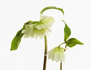 1 Beauty in Nature Bloom Botany caring communication 1 Beauty in Nature Bloom Botany caring communication