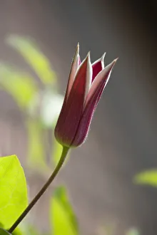 1 Beauty in Nature Bloom Botany Clematis Clematis texensis Princess Kate 1 Beauty in Nature Bloom Botany Clematis Clematis texensis Princess Kate
