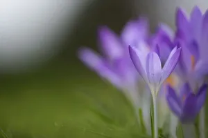 1 Beauty in Nature Botany Bulb Colour Corm Cottage garden plant 1 Beauty in Nature Botany Bulb Colour Corm Cottage garden plant