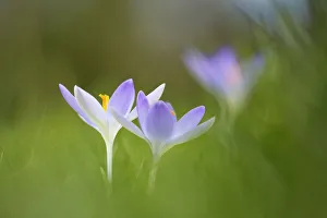 2 Alpine Beauty in Nature Botany Bulb Bulgaria indigenous 2 Alpine Beauty in Nature Botany Bulb Bulgaria indigenous