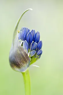 agapanthus delft, agapanthus, blue subject, green background agapanthus delft, agapanthus, blue subject, green background